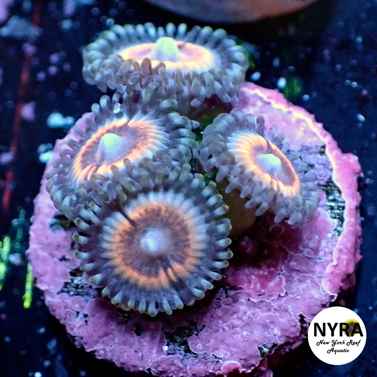 NYRA Peach Fuzz Zoanthid