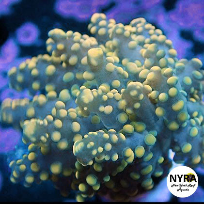 Peach Tip Octospawn 2 Head