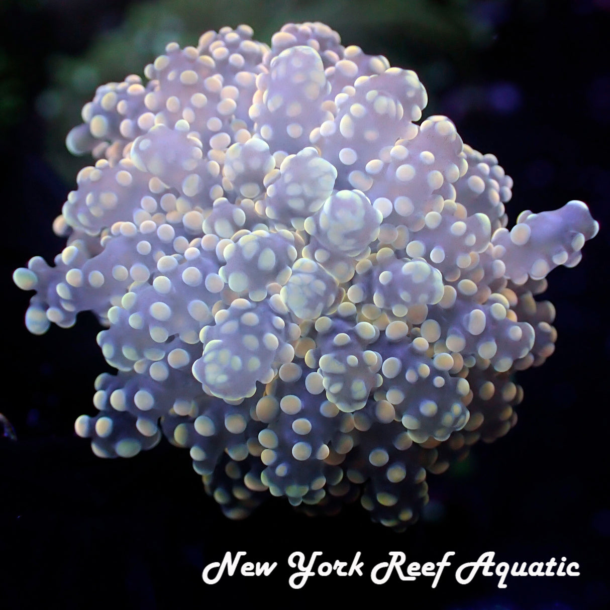 Yellow Peach Frogspawn LPS