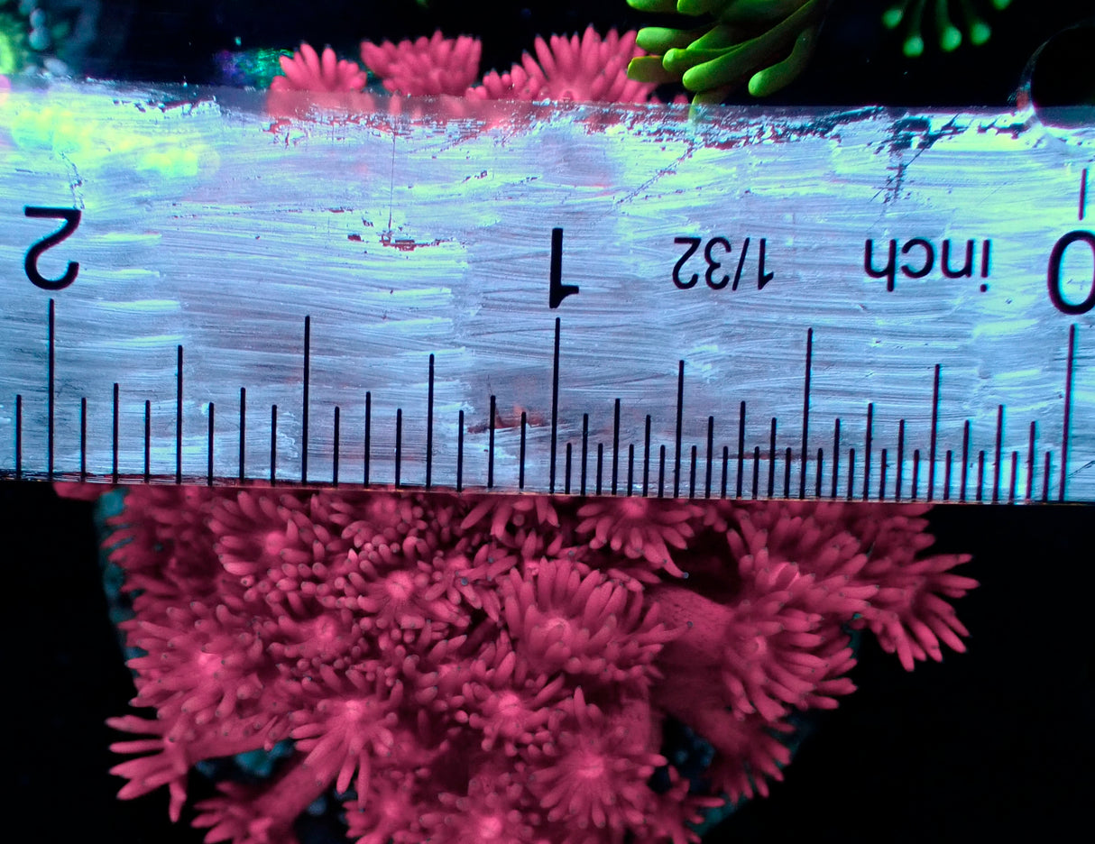 WYSIWYG Pink Goniopora Colony 2in