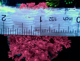 WYSIWYG Pink Goniopora Colony 2in