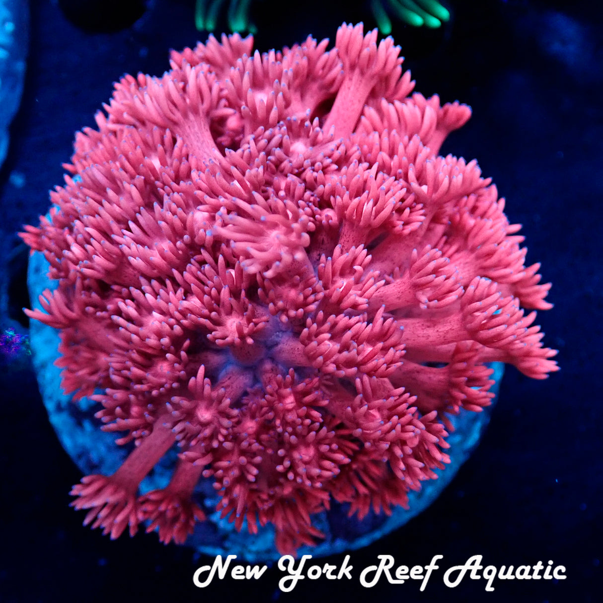 WYSIWYG Pink Goniopora Colony 2in