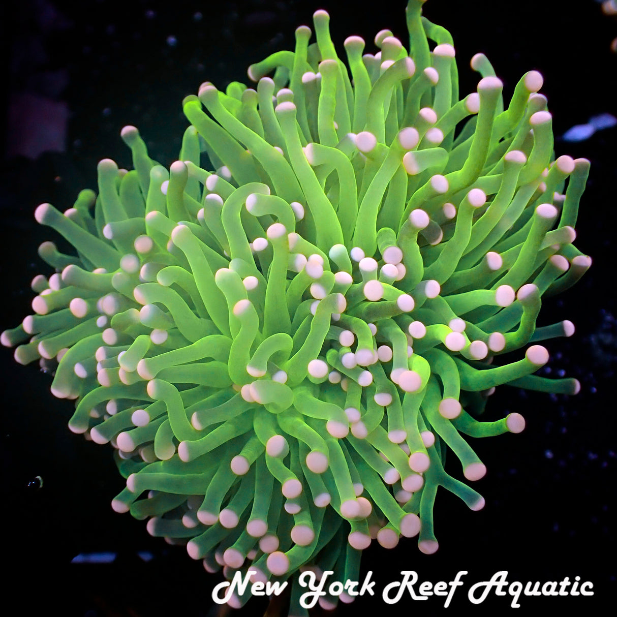 WYSIWYG Pink Tip Green Torch 4 Head colony