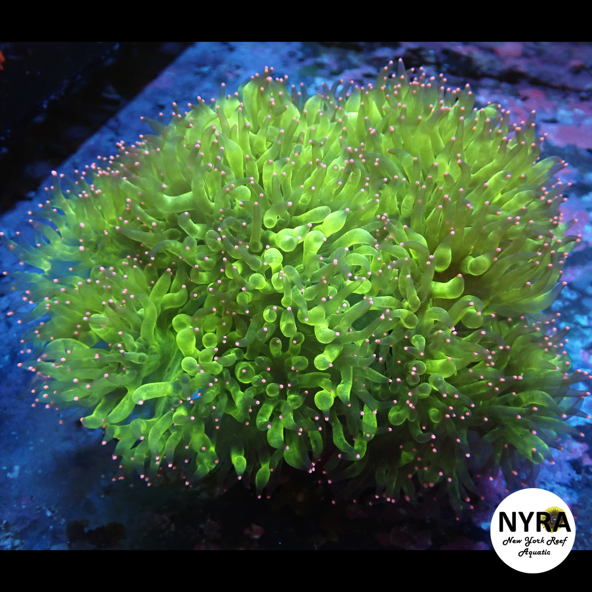 WYSIWYG Pink Tips Elegance XL