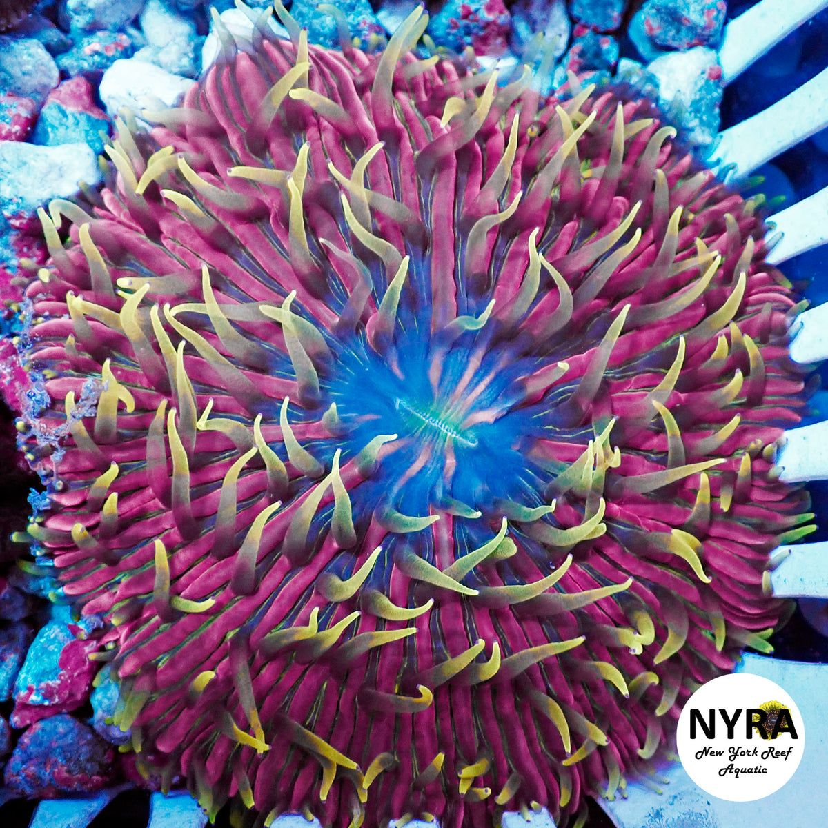 NYRA Tequila Bomb Plate Coral R21A1