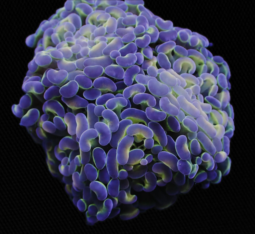 NYRA Pink Hologram Hammer - 1 Head