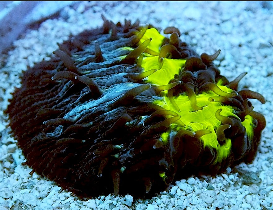 NYRA Dark Magic Funghia Plate Coral Frag