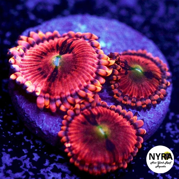 Playboy Bunny Zoanthids - 2-3 Polyp Frag