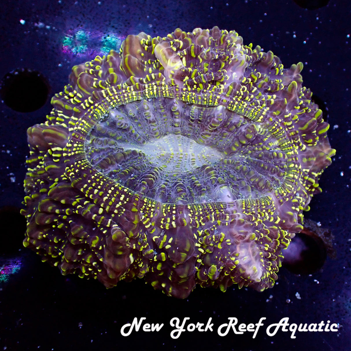 WYSIWYG Green  Plum Meat Coral