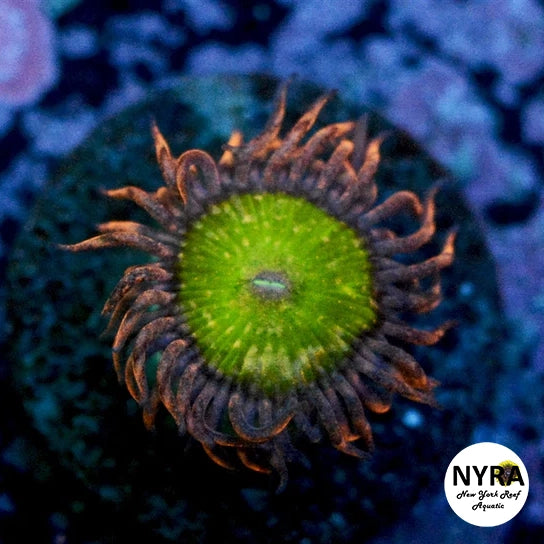 Poison Ivy Zoanthid
