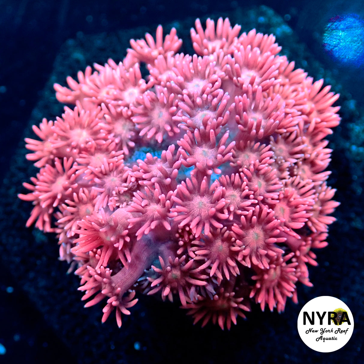 WYSIWYG NYRA Pop Rocks Goniopora