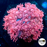 NYRA Pop Rocks Goniopora
