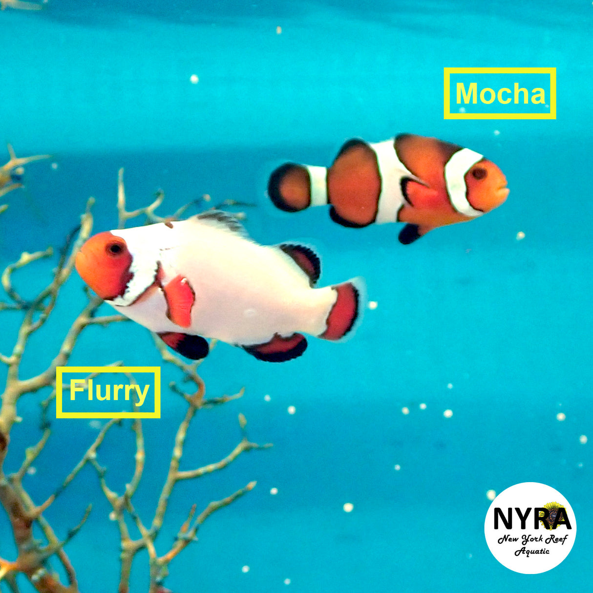 Proaquatix Flurry Clown
