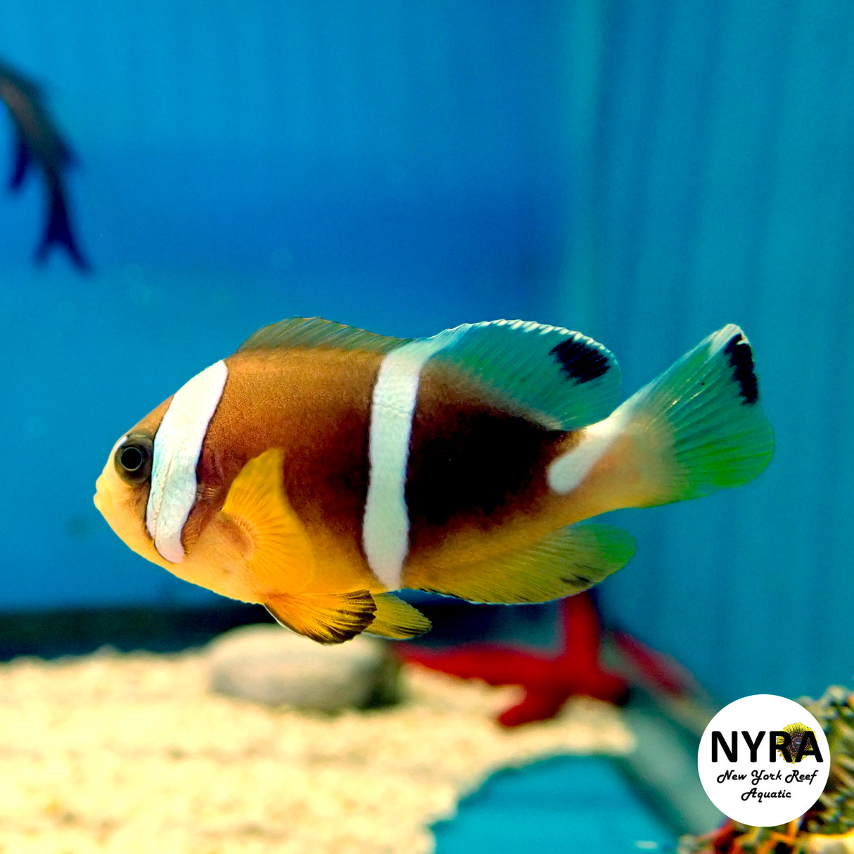 Proaquatix Pearl Eye (Clarkii)