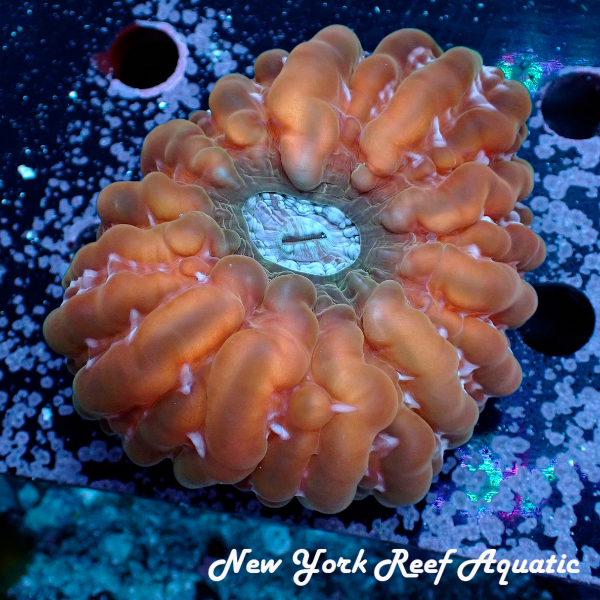 WYSIWYG Pumpkin Orange Cynaria