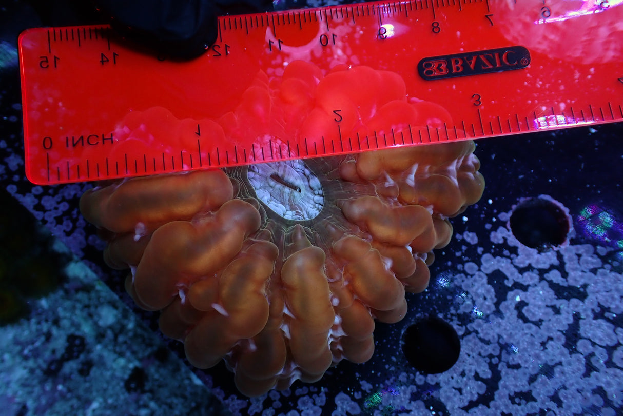 WYSIWYG Pumpkin Orange Cynaria