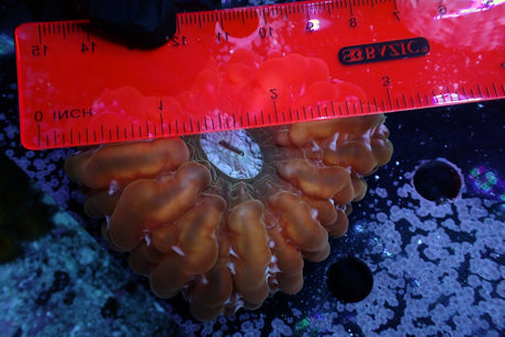 WYSIWYG Pumpkin Orange Cynaria