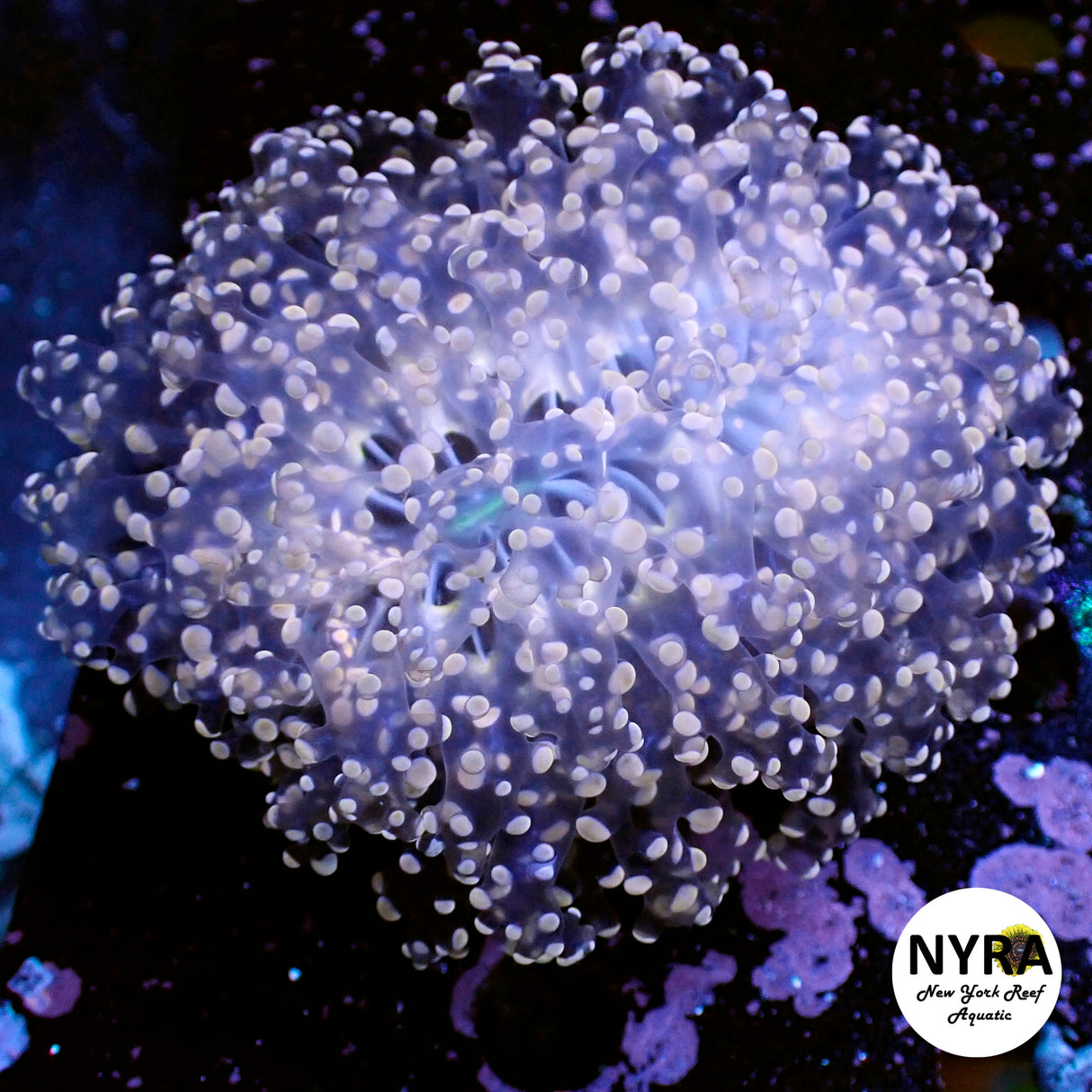 Pink Wall Octospawn ~3in