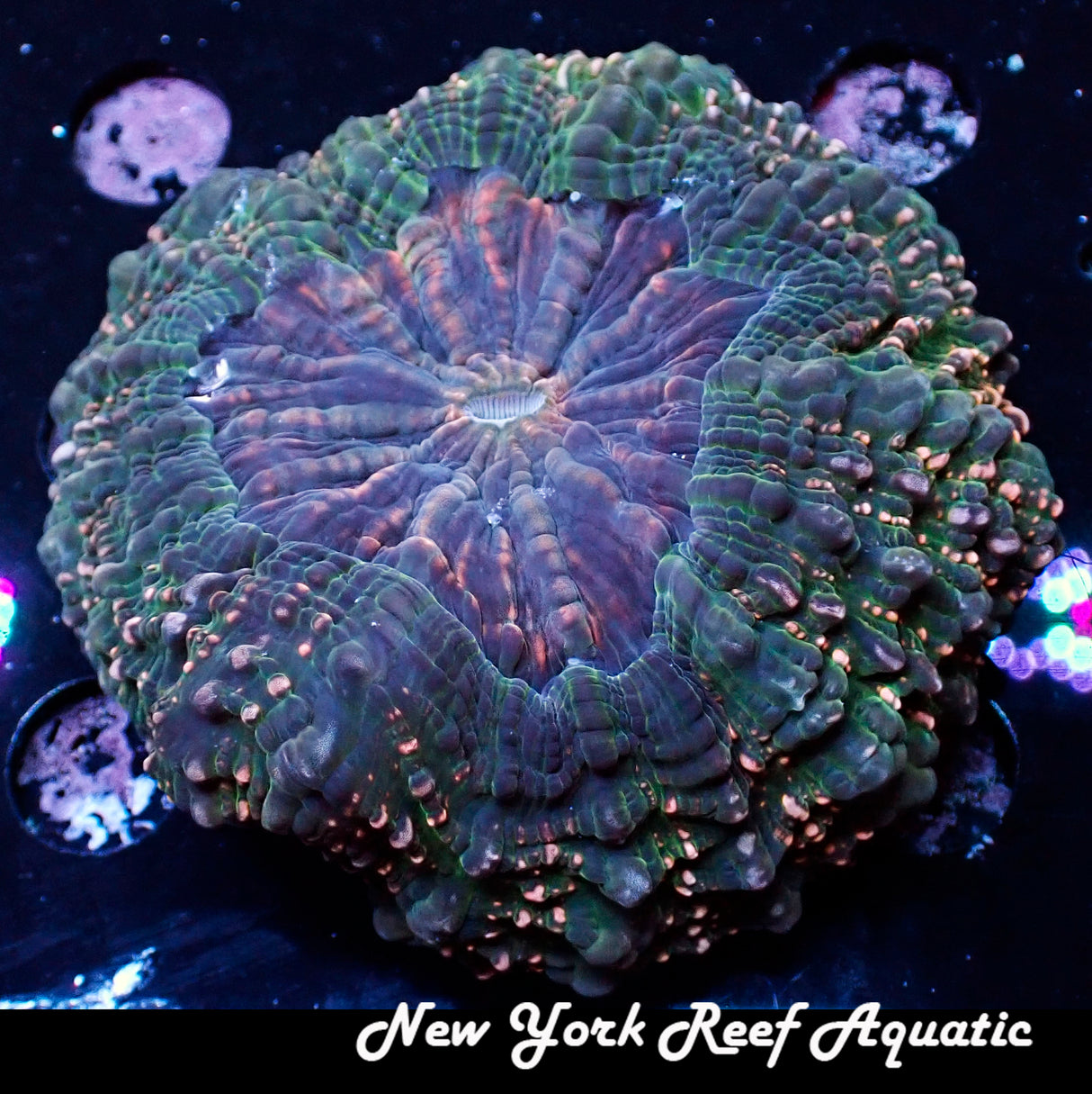 WYSIWYG Purple Green Meat Coral
