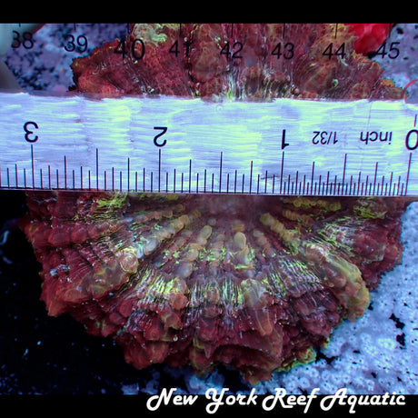 WYSIWYG Purple Meat Coral