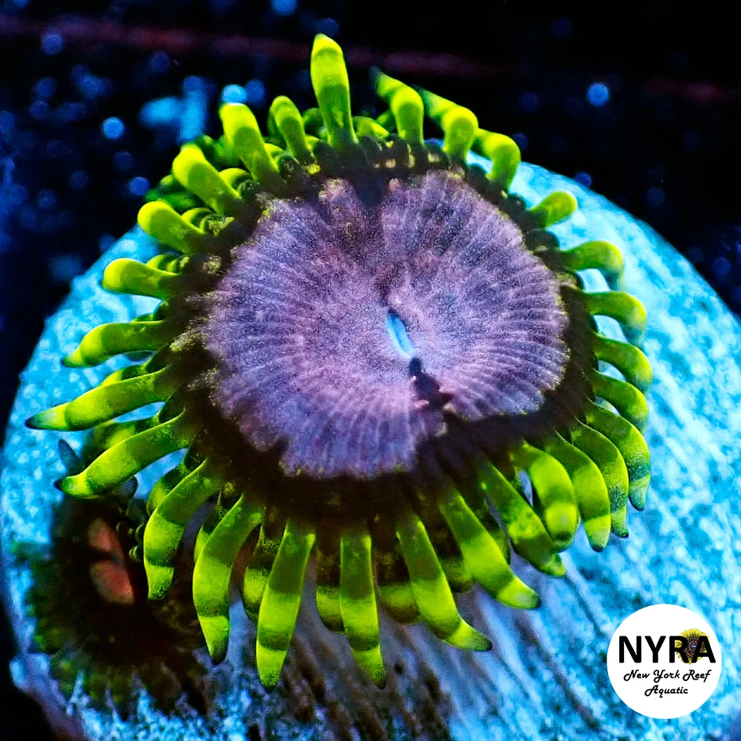 Purple Monster Zoanthid