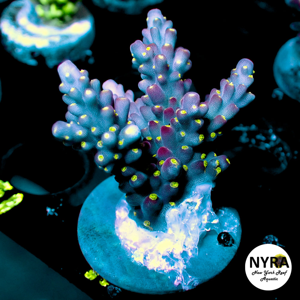 (R05) Tricolor Bonsai Acropora