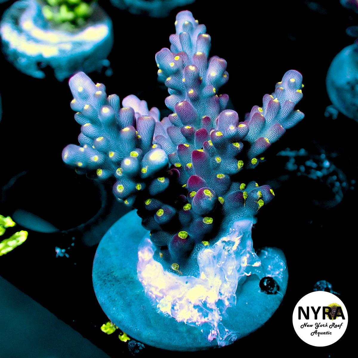 (R05) Tricolor Bonsai Acropora