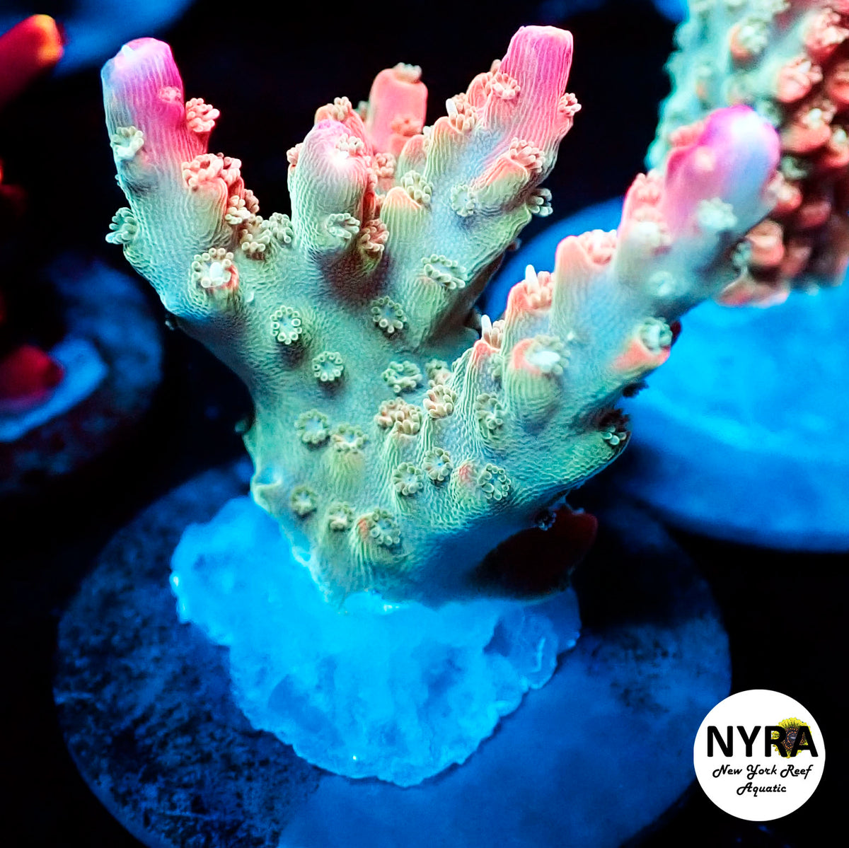 (R07) NYRA Puff Magic Dragon Acropora