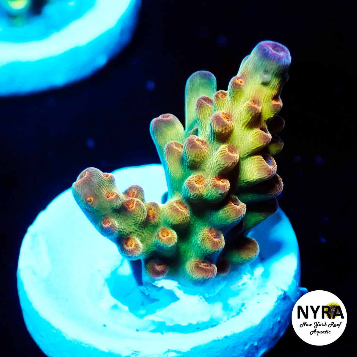 (R08) NYRA Thunderbolt Acropora