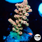 (R10) NYRA Dragon Dance Acropora