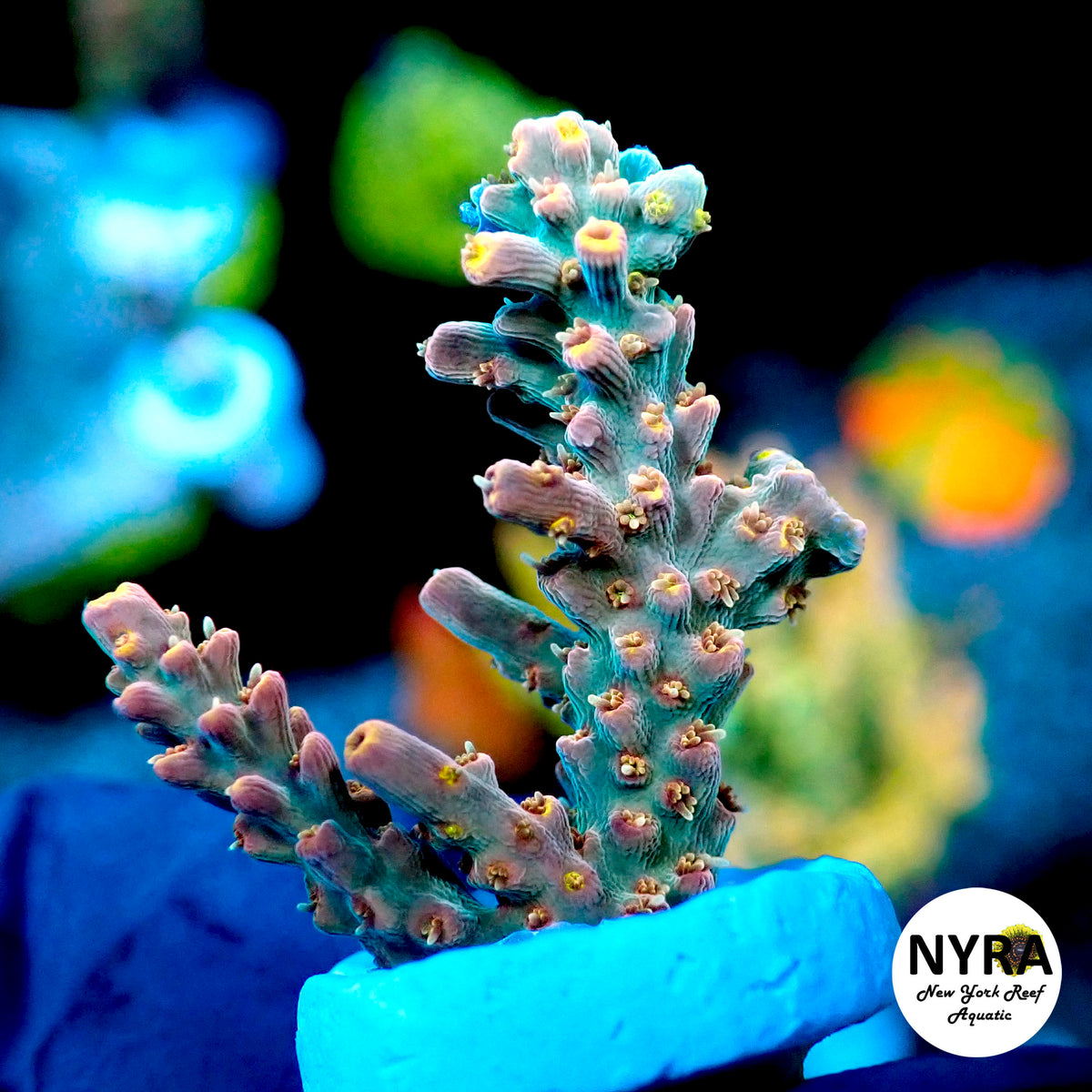 (R15) NYRA Edens Garden Acropora