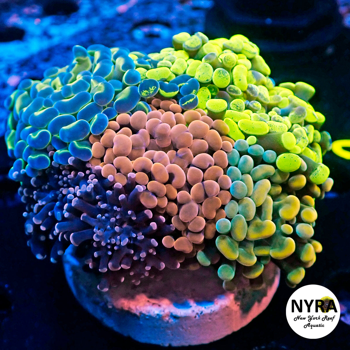 WYSIWYG Combo Hammer Frogspawn Plate R24A1