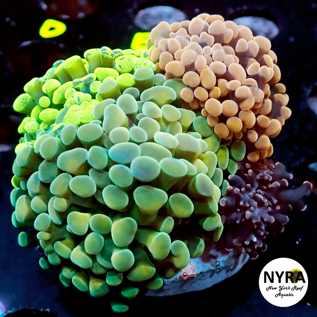 WYSIWYG Combo Hammer Frogspawn Plate R24A2