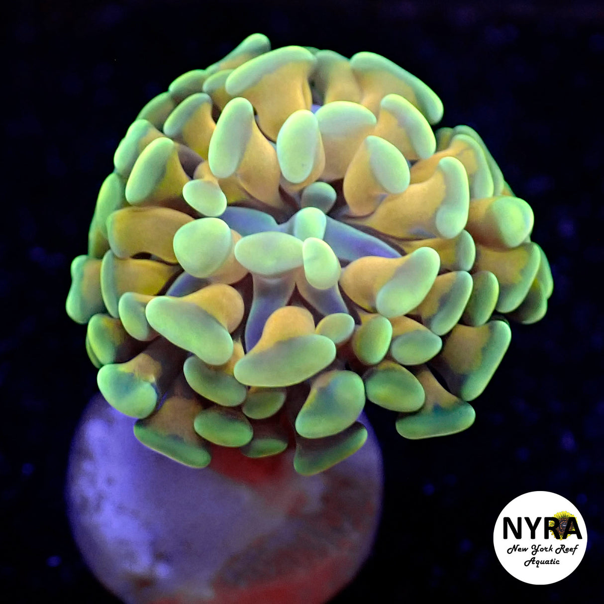 NYRA Gold Digger Hammer