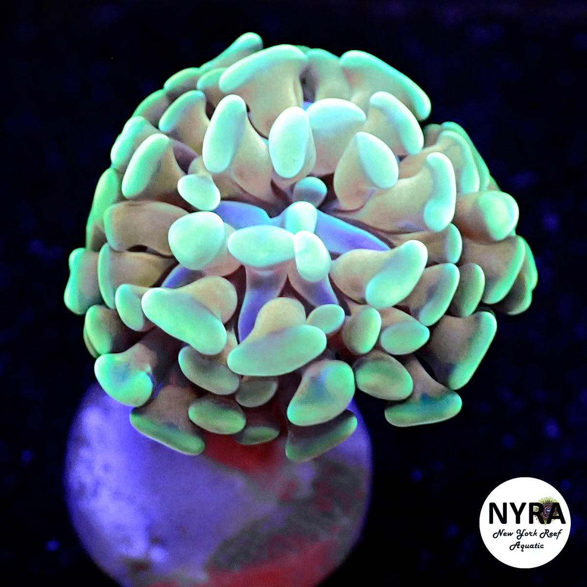 R21G9 NYRA Gold Digger Hammer 1 Head
