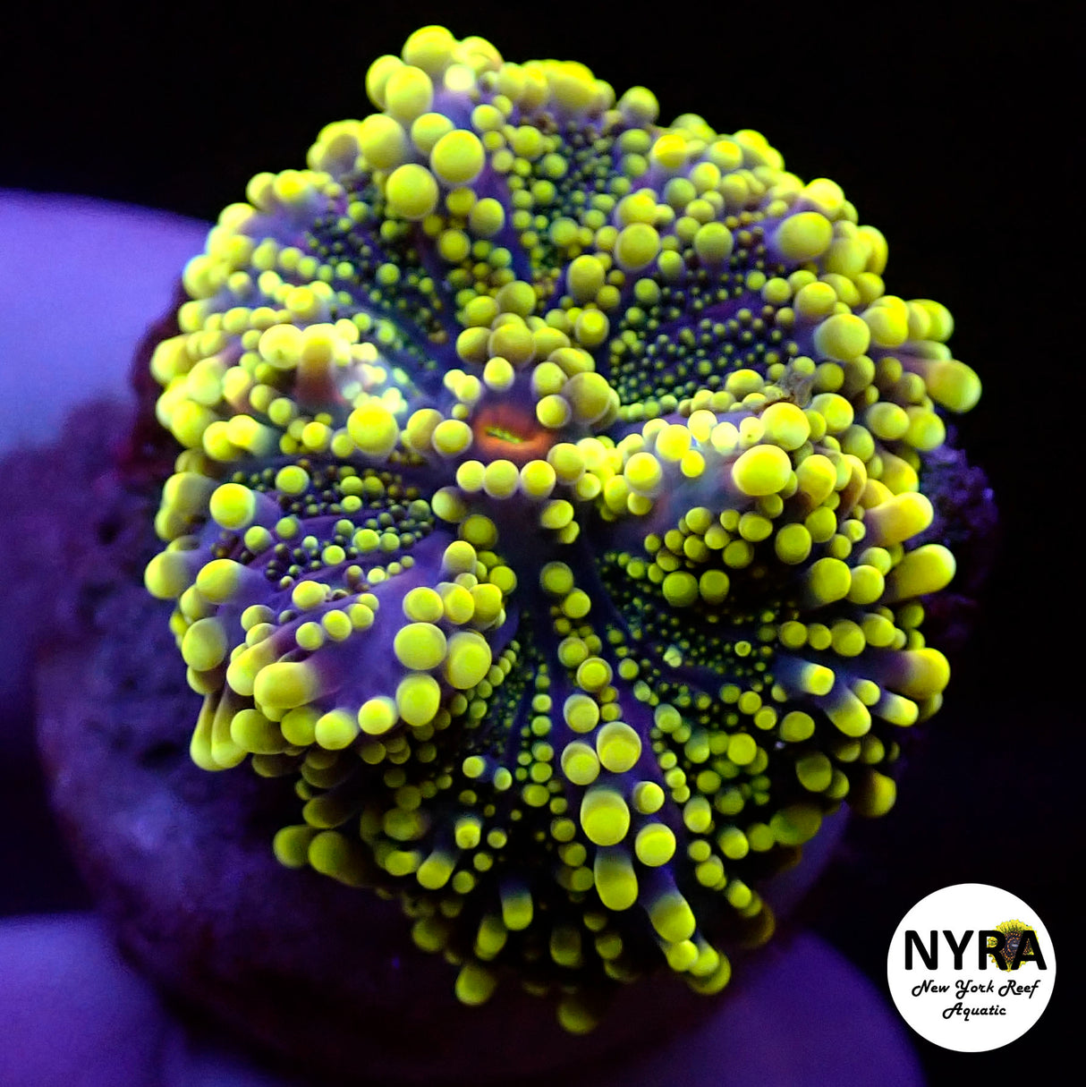 (Rare) NYRA Yellow Jacket Yuma