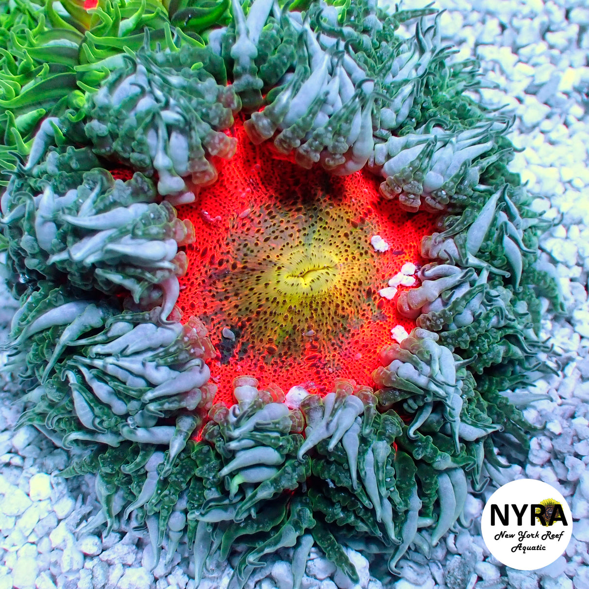 Rock Flower Anemone Blue/Green Orange (M Size)