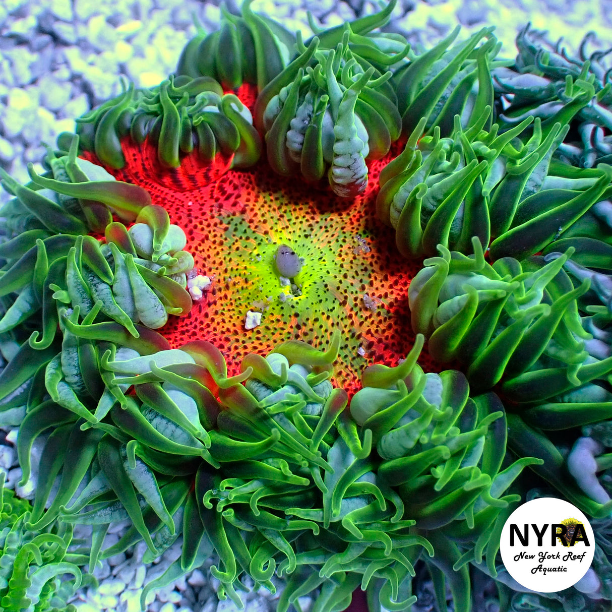Rock Flower Anemone Green Orange (M Size)