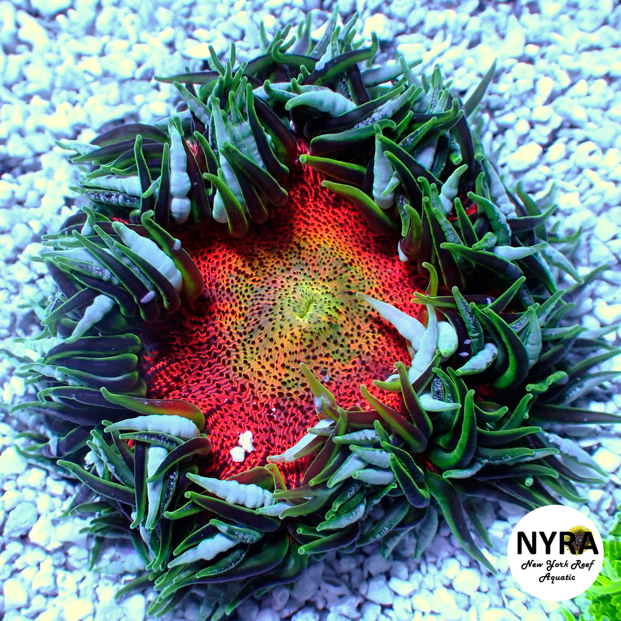 Rock Flower Anemone Green/White Orange (M Size)