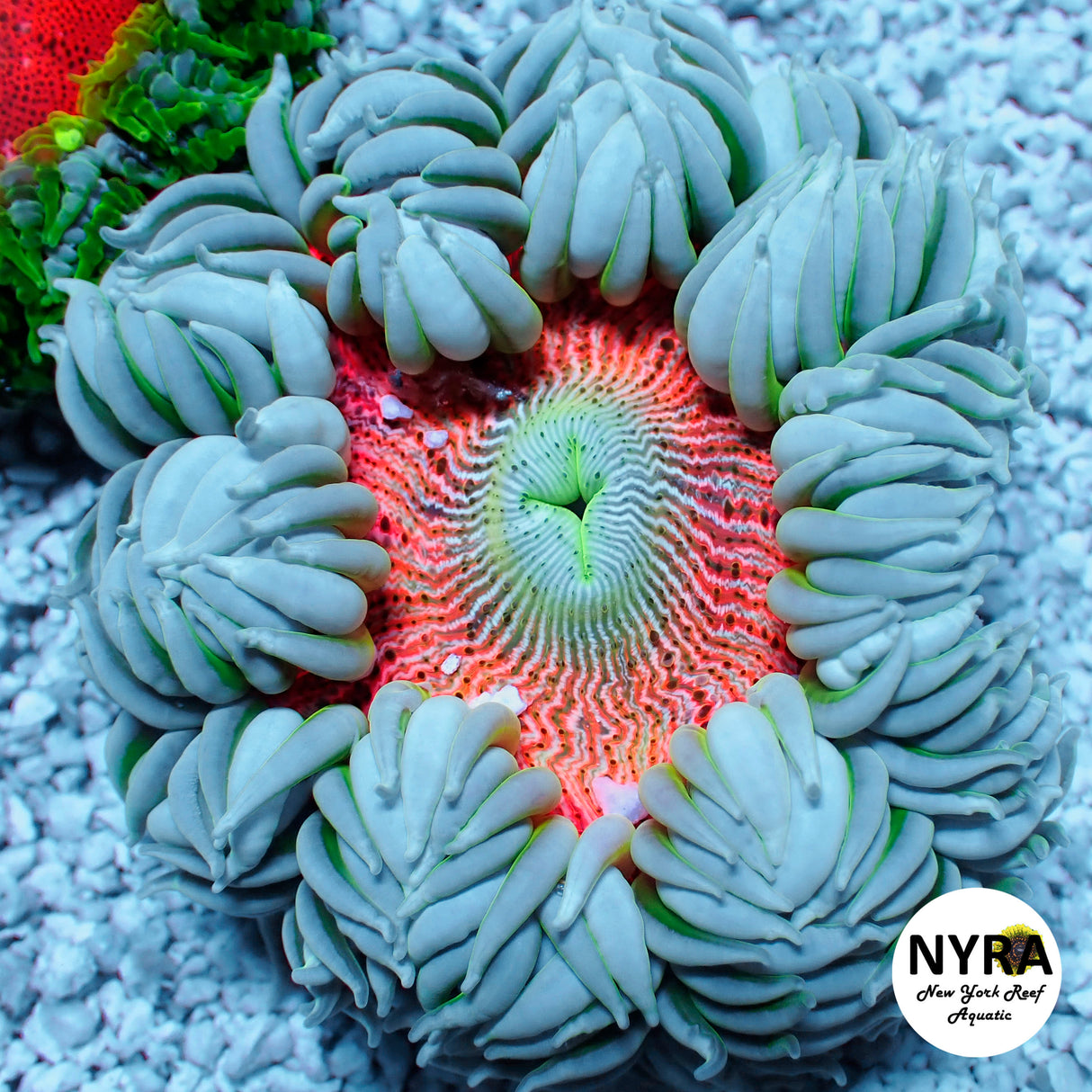 Rock Flower Anemone White/Blue Peach (M Size)