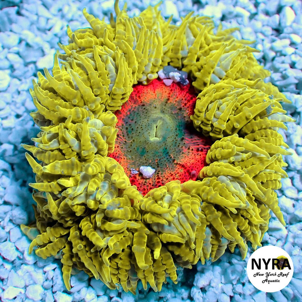 Ultra Rock Flower Anemone Yellow Orange/Green (M Size)