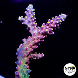 OG RRC Pink Cadillac Acropora