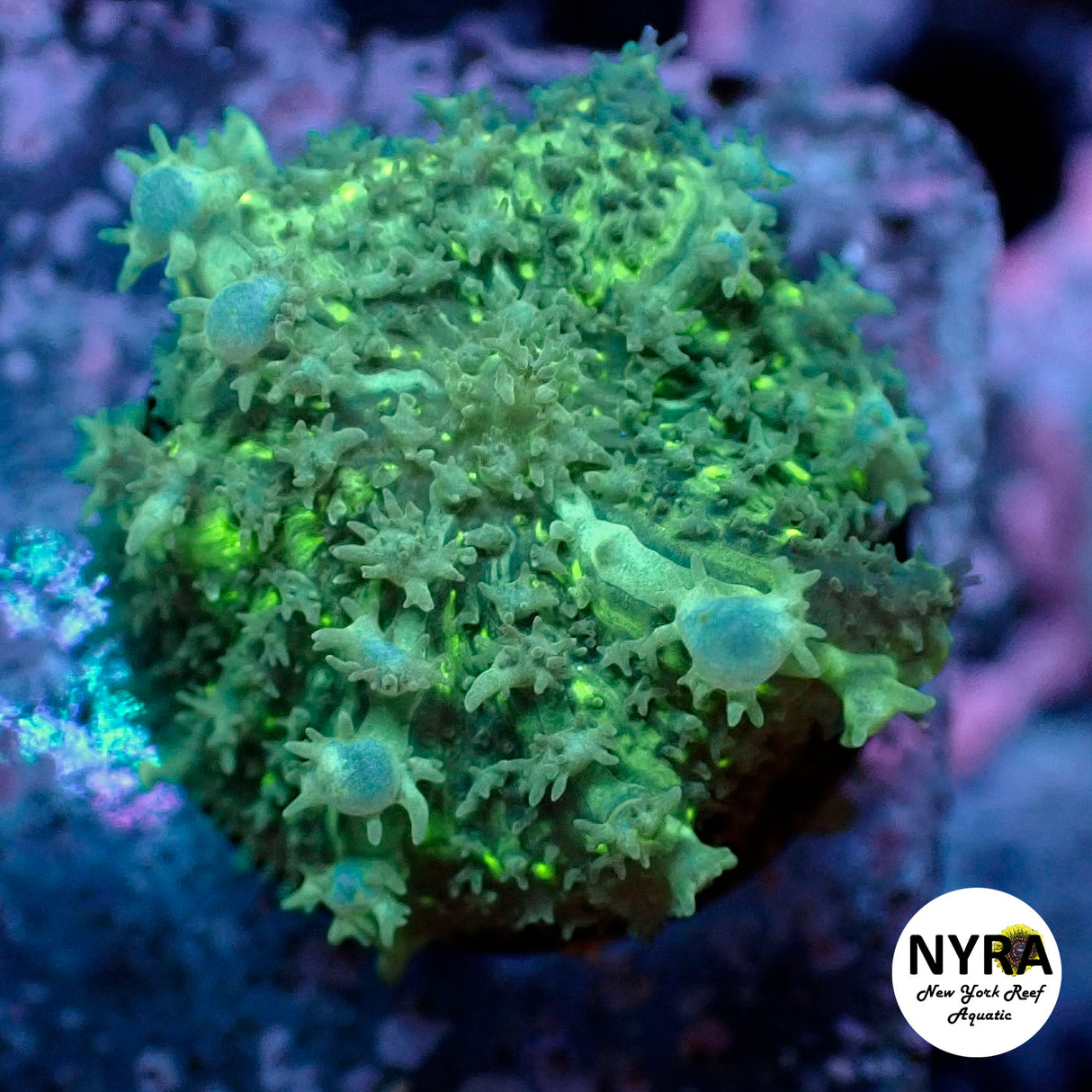 Oct Coral Drop WYSIWYG I RSB Bounce Mushroom 85