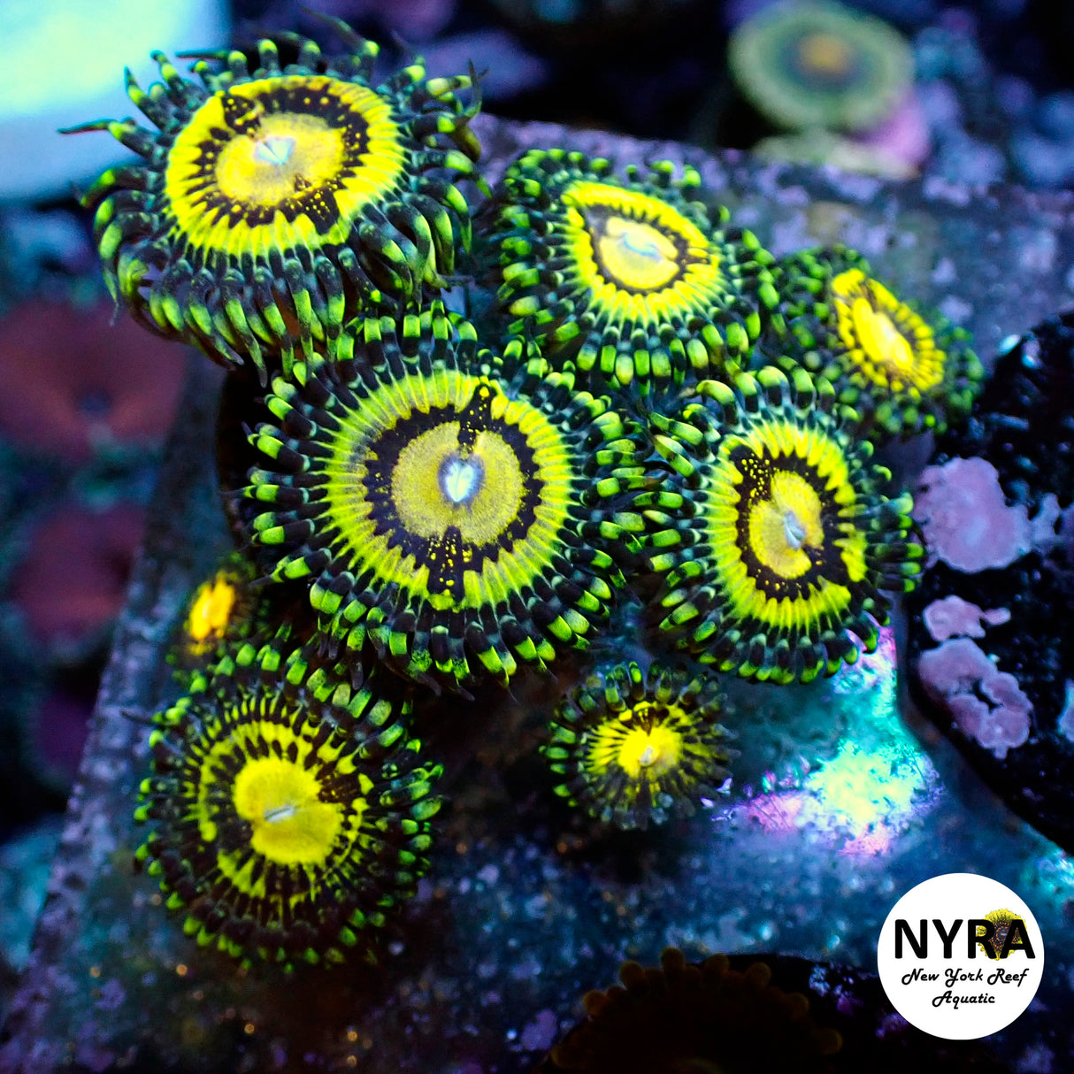 Oct Coral Drop WYSIWYG I RSB Butt Muncher 20