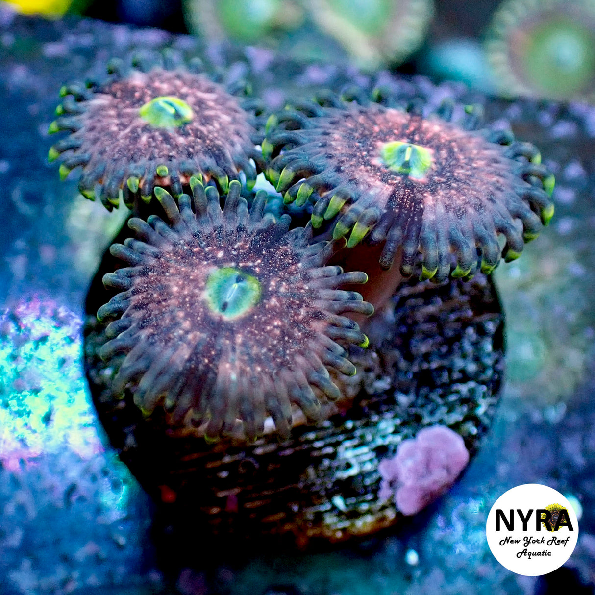 Oct Coral Drop WYSIWYG I RSB Chong Bong 30
