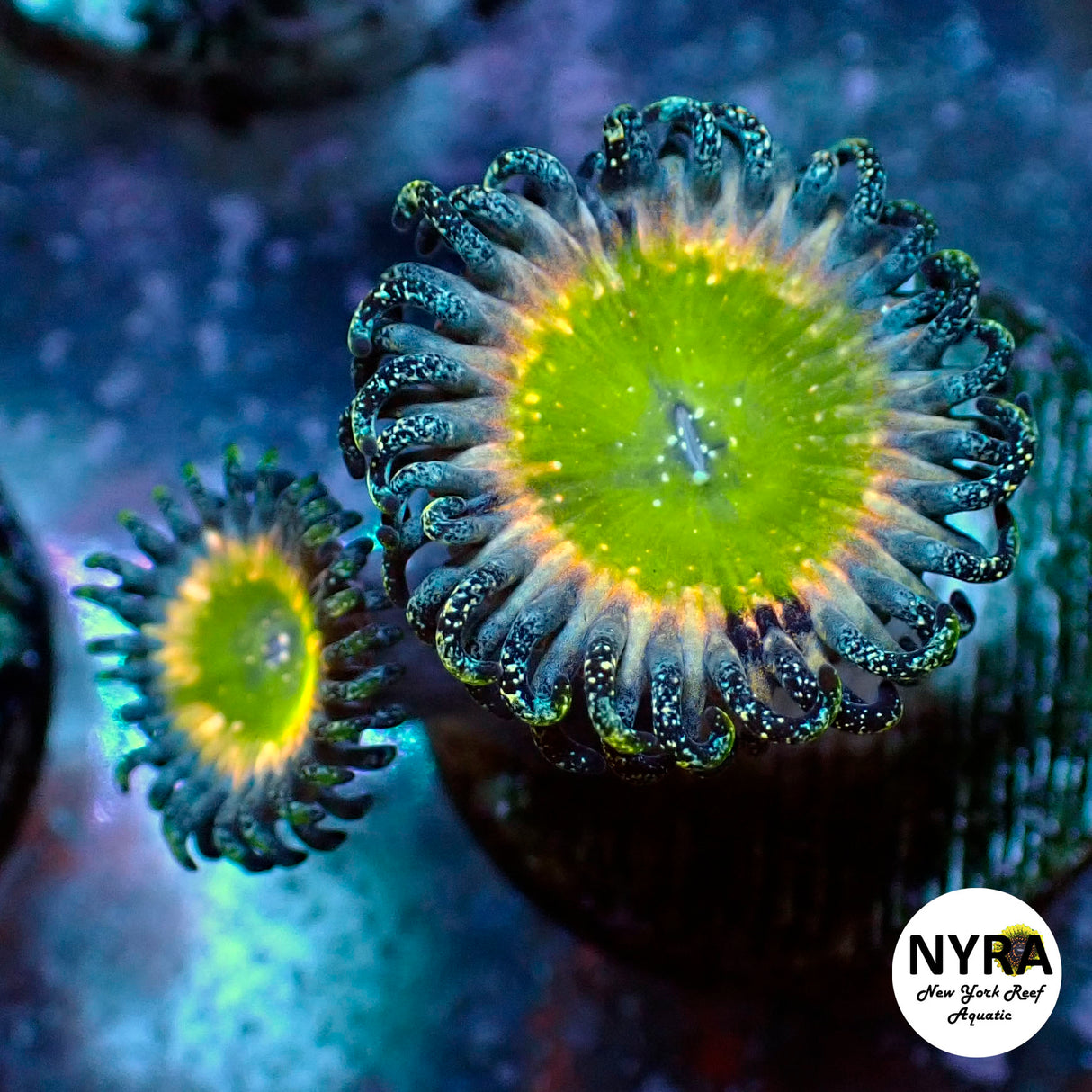 Oct Coral Drop WYSIWYG I RSB Cosmic Rainbow 20