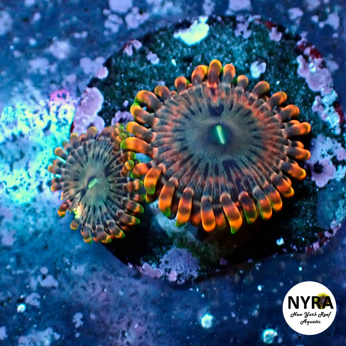 Oct Coral Drop WYSIWYG I RSB Fairy Fart 35