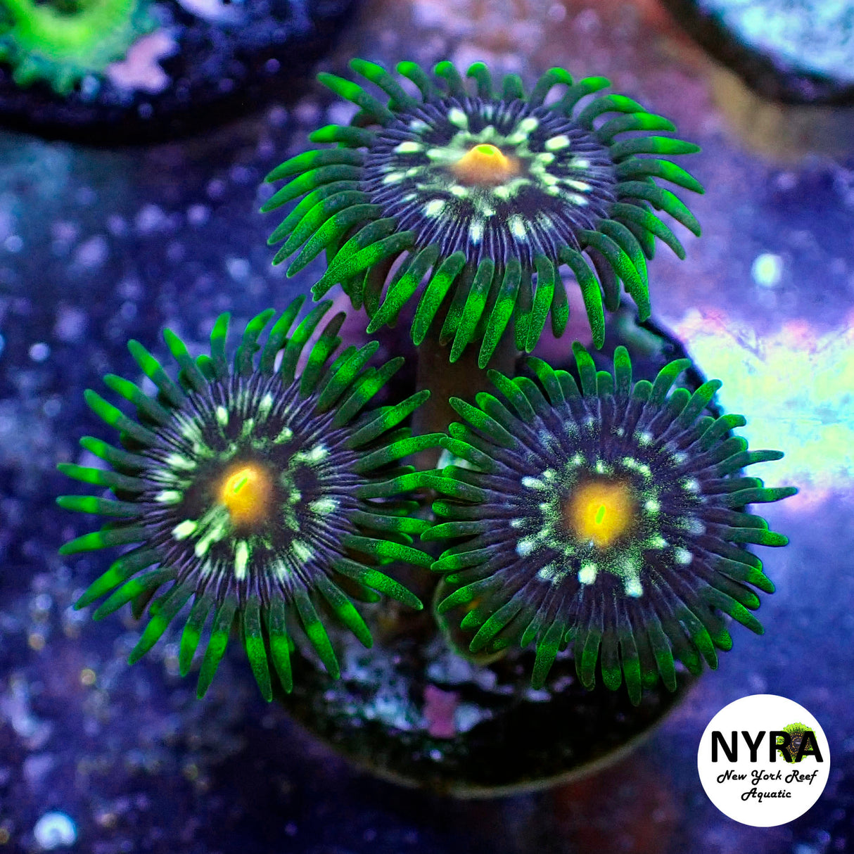 Oct Coral Drop WYSIWYG I RSB JF Stargazer 15