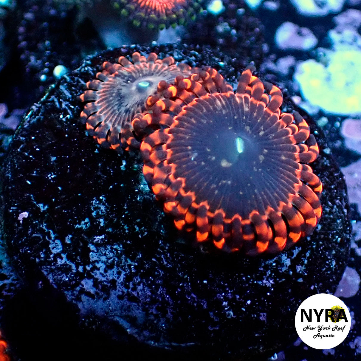 Oct Coral Drop WYSIWYG I RSB Lunar Eclipse 20