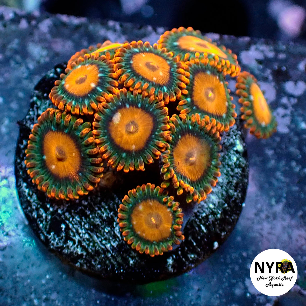 Oct Coral Drop WYSIWYG I RSB Mandarin 20